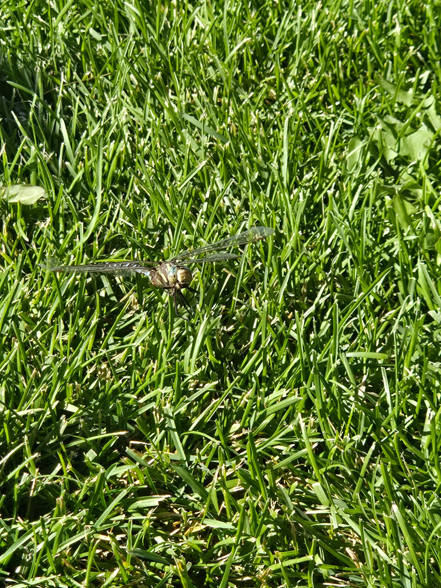 1000005125 marina campsall