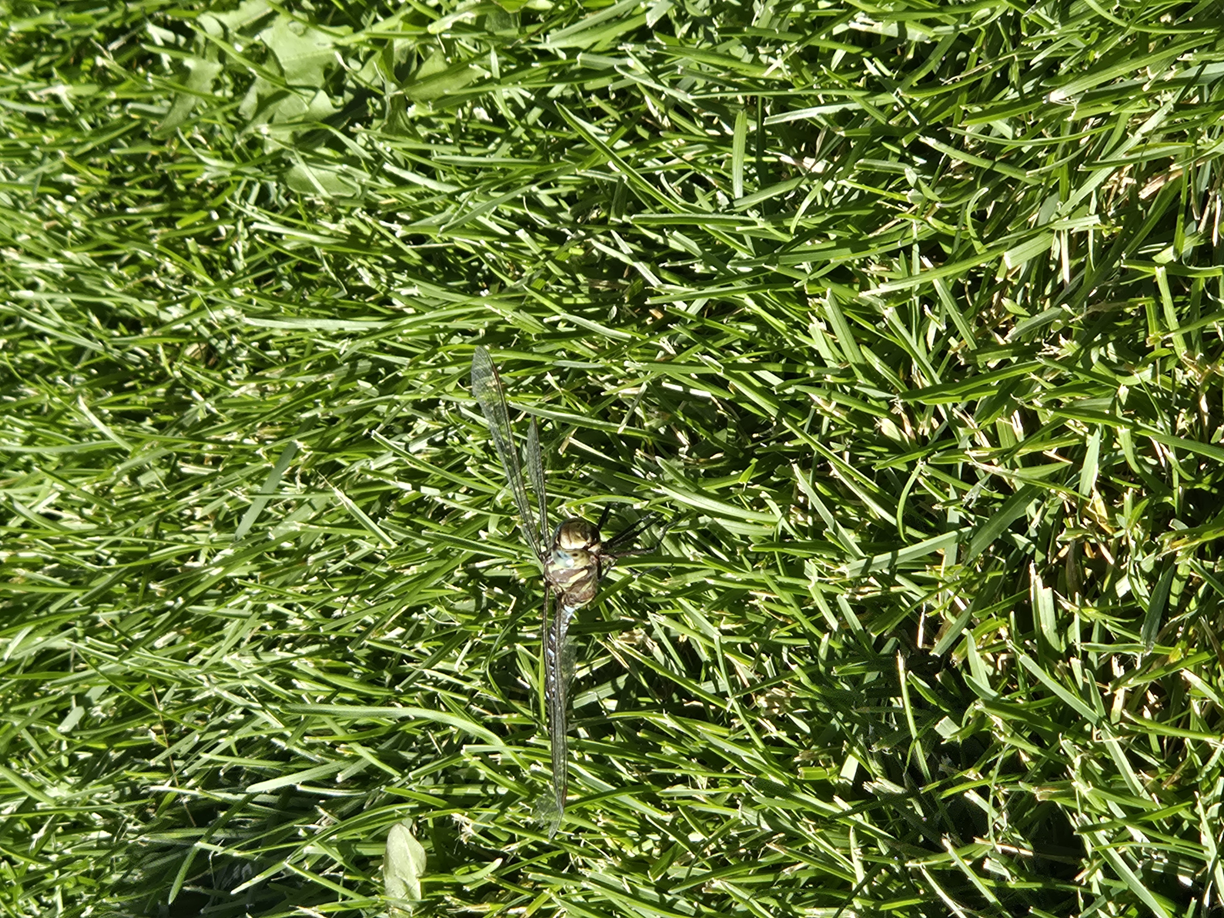 Students Observing a Dragonfly1 marina campsall